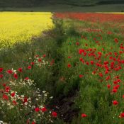 Umbria Piani di Castelluccio