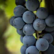 05 vinoedintorni05
