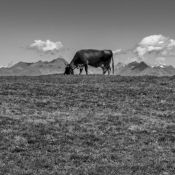 Alto Adige Alpe di Siusi